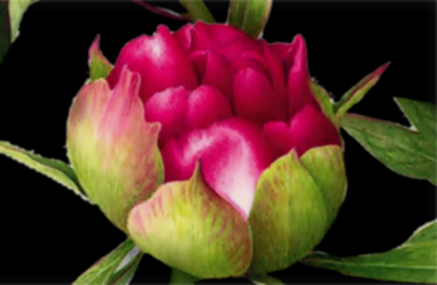 HOMER HM3200R. Яркие и насыщенные отпечатки