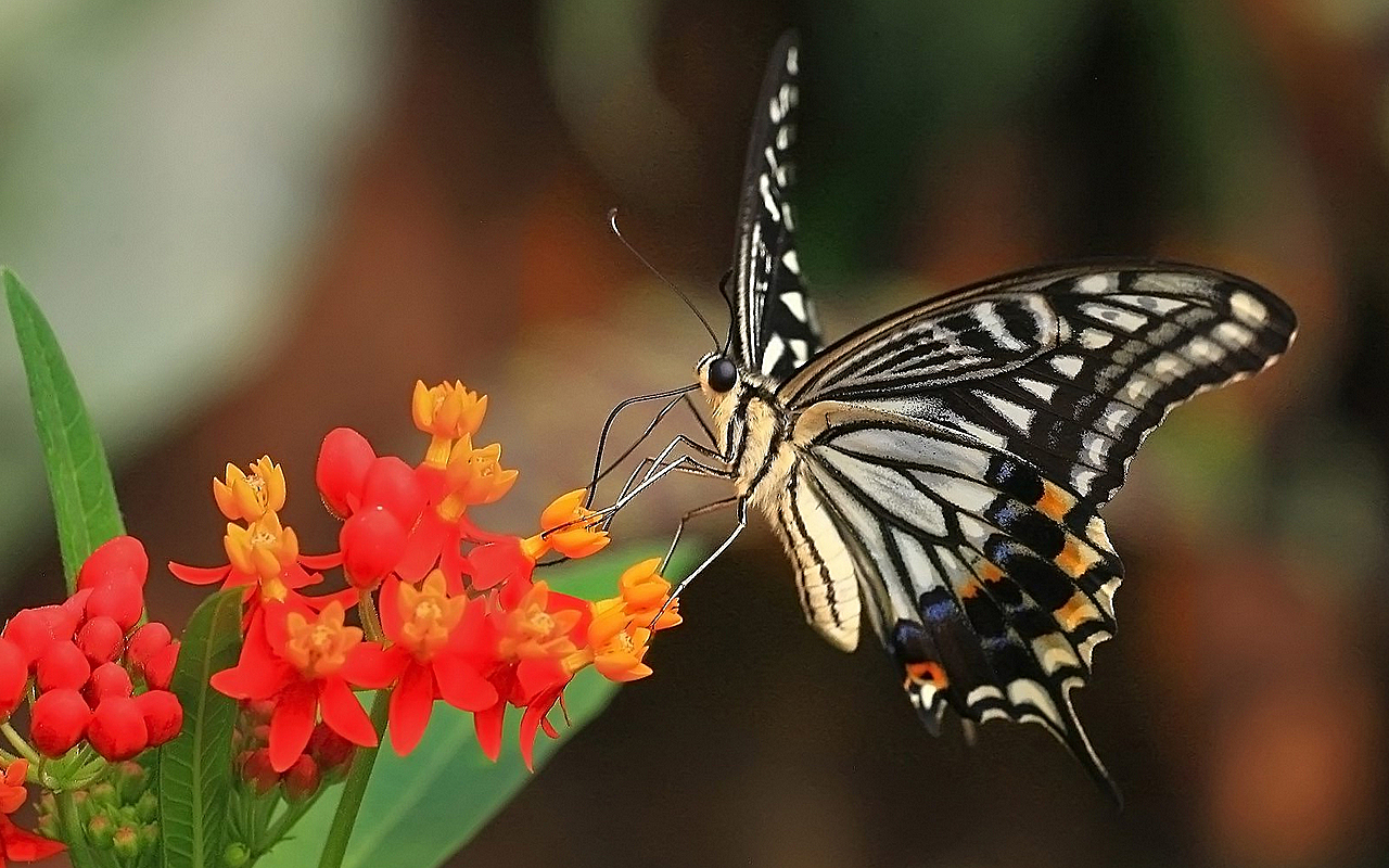 HP Latex 1500. Качественные отпечатки