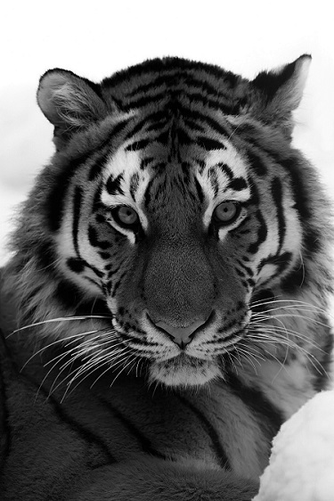 OKI ColorPainter H3-104s. Преимущества