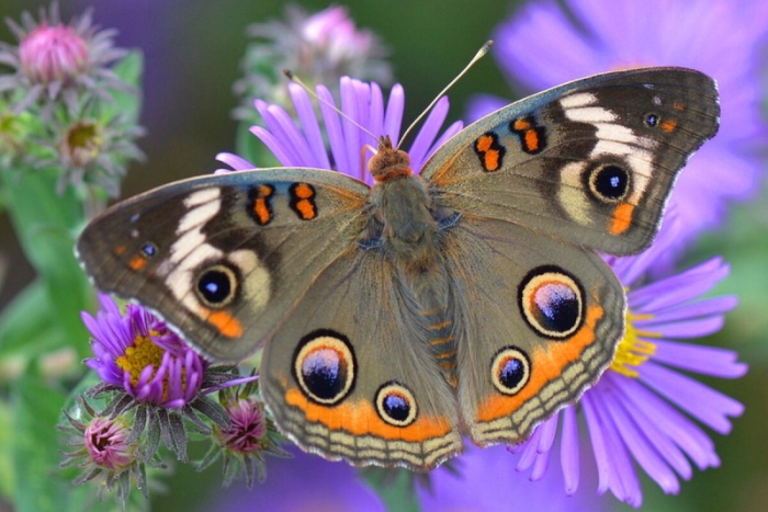 МФУ Sharp Polaris PRO 2 MX-7090NEE. Высокое разрешение при печати