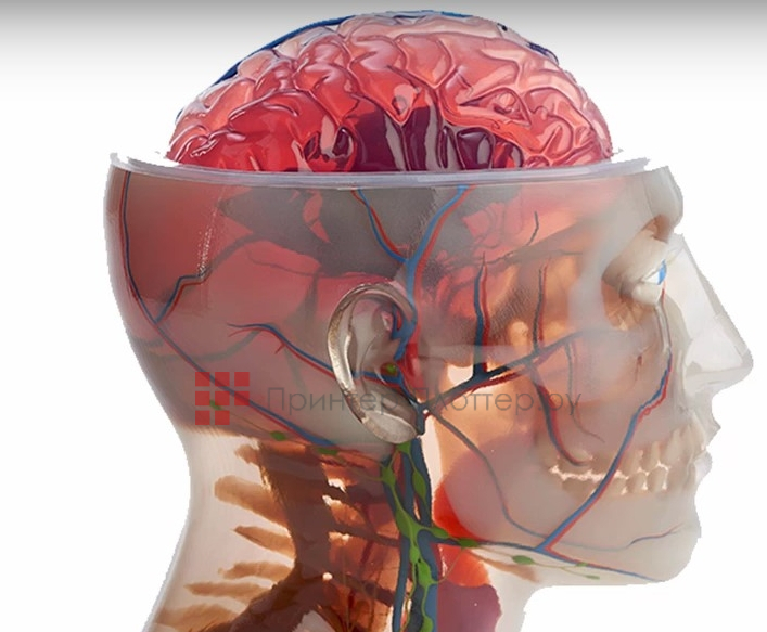 Stratasys J750 Digital Anatomy. Уникальные материалы