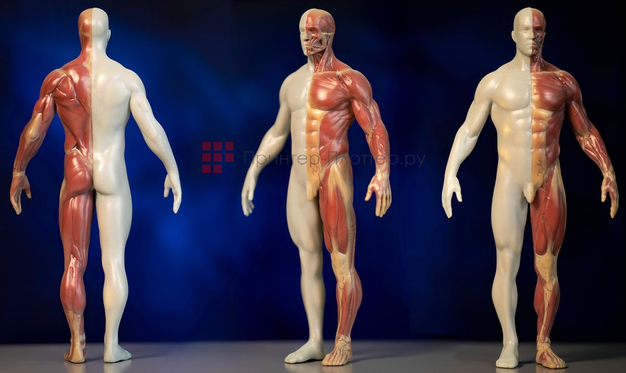 Stratasys J750 Digital Anatomy. Упрощенное изготовление моделей