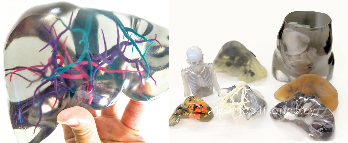 Моделирование биотекстуры внутренних органов