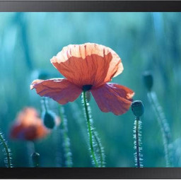 Интерактивная панель Samsung QB13R-T