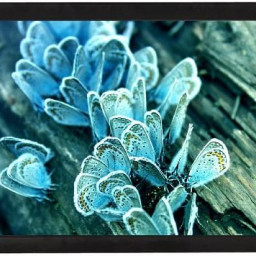 Экран ViewScreen Omega OMG-16104, 16:10, 137