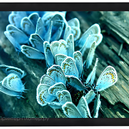 Экран ViewScreen Omega OMG-16902, 16:9, 110